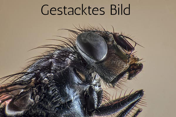 Fliege gestackt