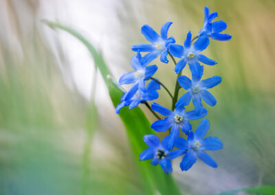Blausterne im Stadtwald FFm