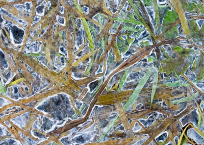 Frost in Eichen