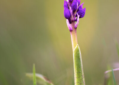 Knabenkraut Orchidee