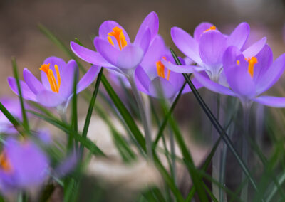 Krokusse in Wilhelmsbad