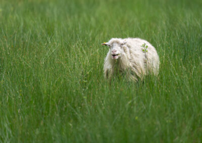 Moorschnucke
