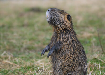 Nutria