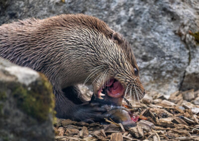 Otter-Fütterung