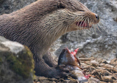 Otter-Fütterung