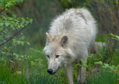 Polarwolf