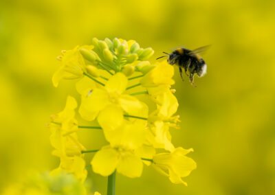 Tiere im Raps Feld