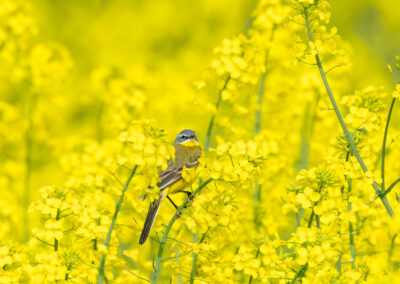 Tiere im Raps Feld