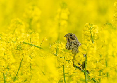 Tiere im Raps Feld