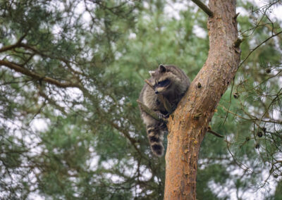 Waschbär